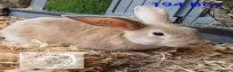 Mixed Breed rabbits for sale: 4 stunning bunnies looking for their new homes 🐇  - Advert 13