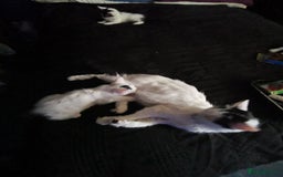 Mixed Breed cats for sale: 9 weeks old kittens for sale  - Image 8