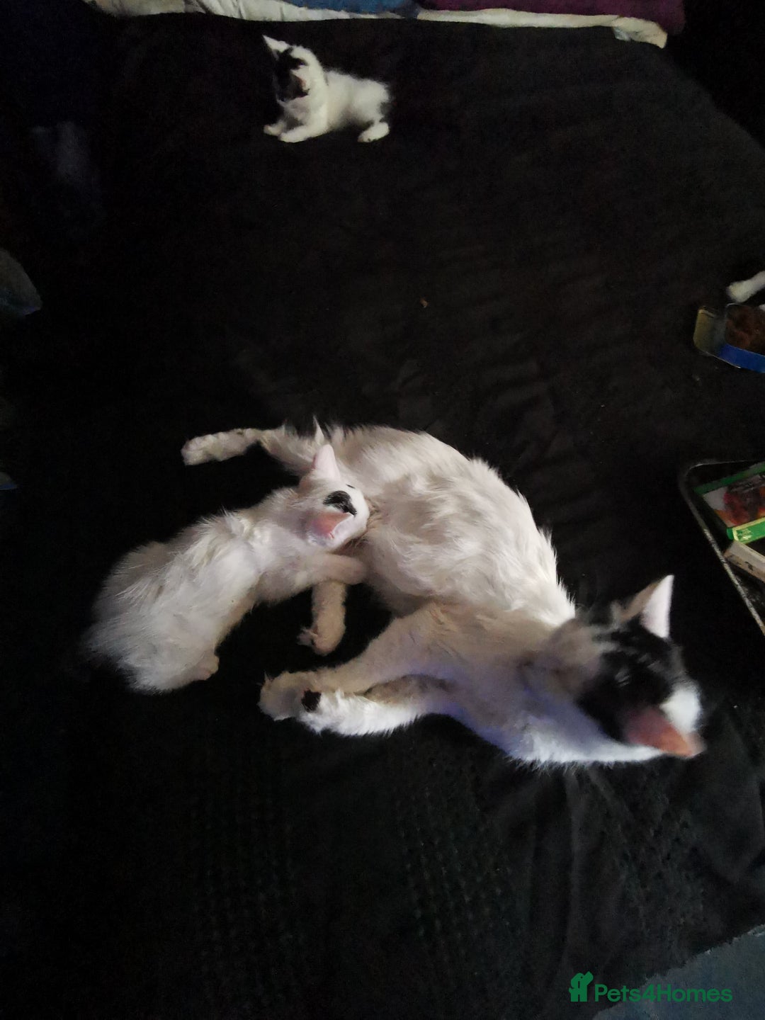 Mixed Breed cats for sale: 9 weeks old kittens for sale  - Image 8