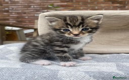 Mixed Breed cats for sale: Fluffy mixed tabby kittens  - Image 21