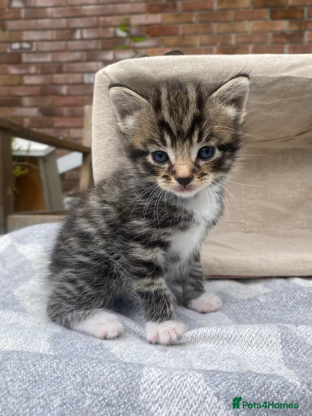 Mixed Breed cats for sale: Fluffy mixed tabby kittens  - Image 21