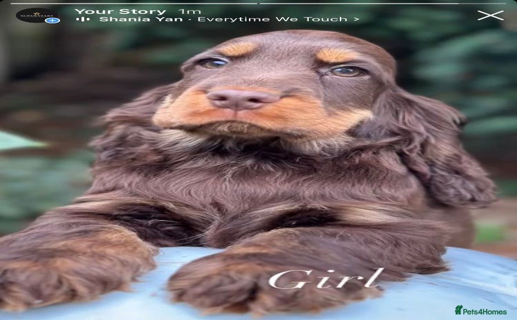 Cocker Spaniel dogs - Advert 2