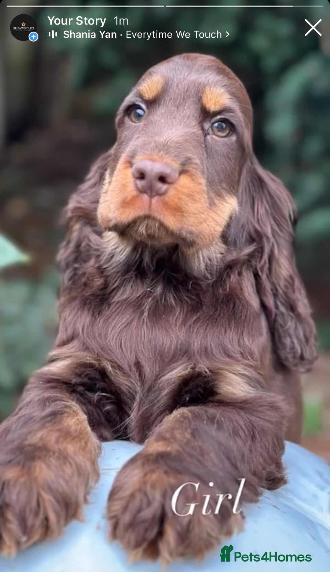 Cocker Spaniel dogs for sale: Stunning cocker spaniel puppies  - Image 1
