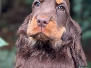 Cocker Spaniel dogs - Advert 1
