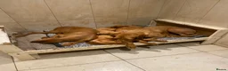 Hungarian Vizsla dogs for sale: Hungarian wire haired vizsla - Advert 2