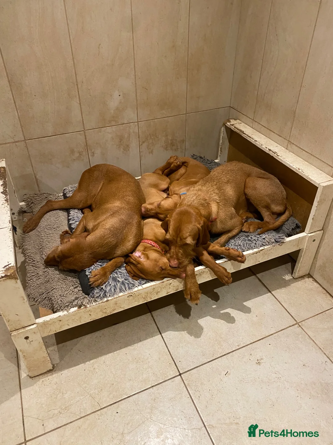 Hungarian Vizsla dogs for sale: Hungarian wire haired vizsla - Advert 2