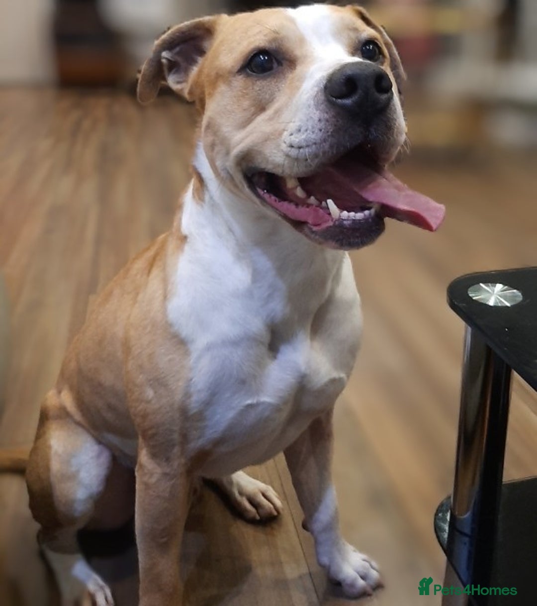 Mixed Breed dogs for sale: Junior-The Bullwhip - Image 2