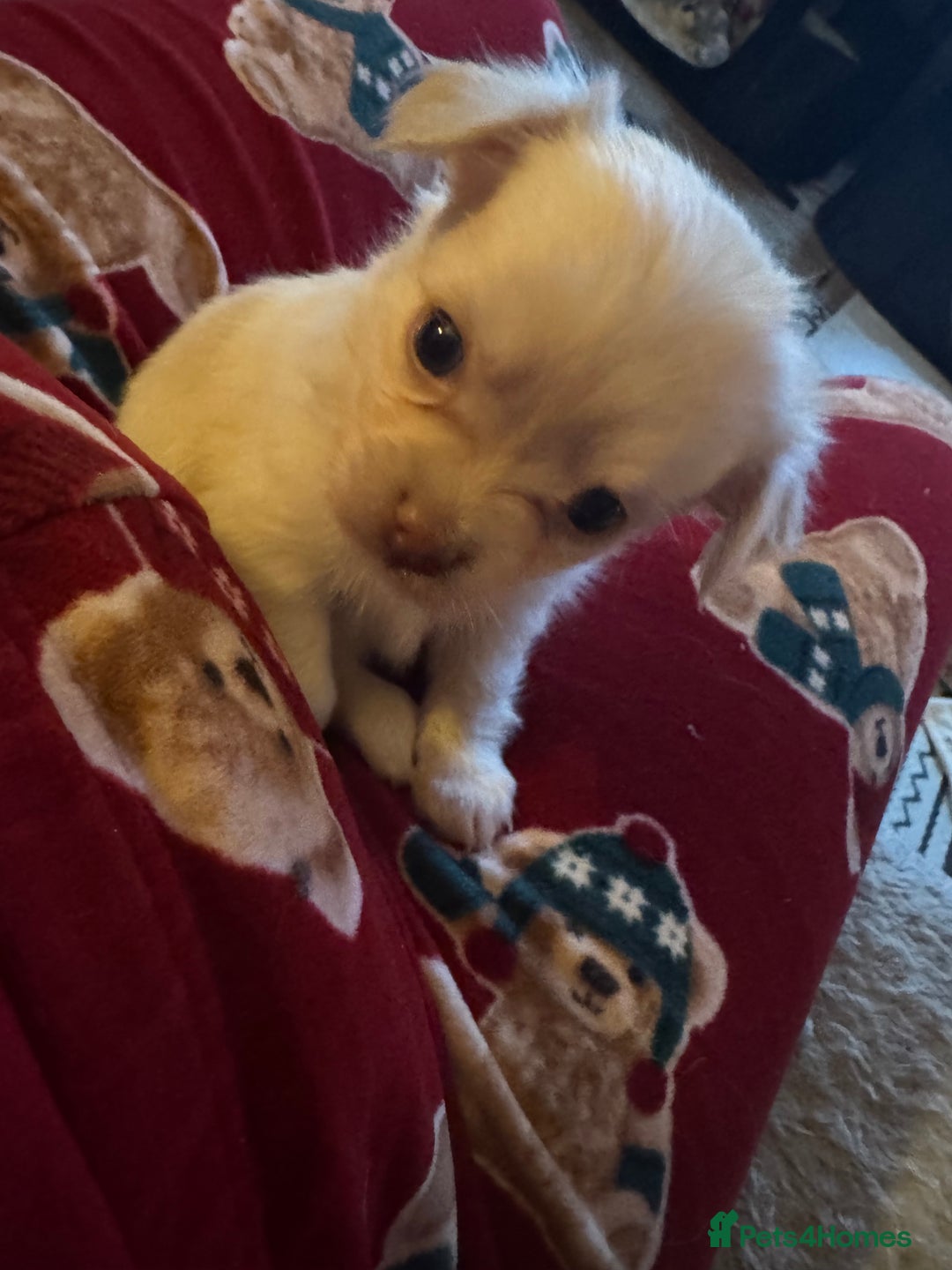 Chihuahua dogs for sale: Double chocolate platinum baby’s  - Image 1
