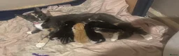 Mixed Breed cats for sale: 5 kittens  - Advert 2