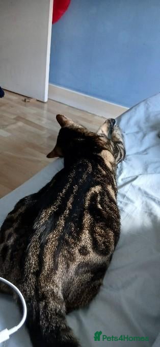 Mixed Breed cats 18 Month Old Bengal Tabby Kitten - Advert 2