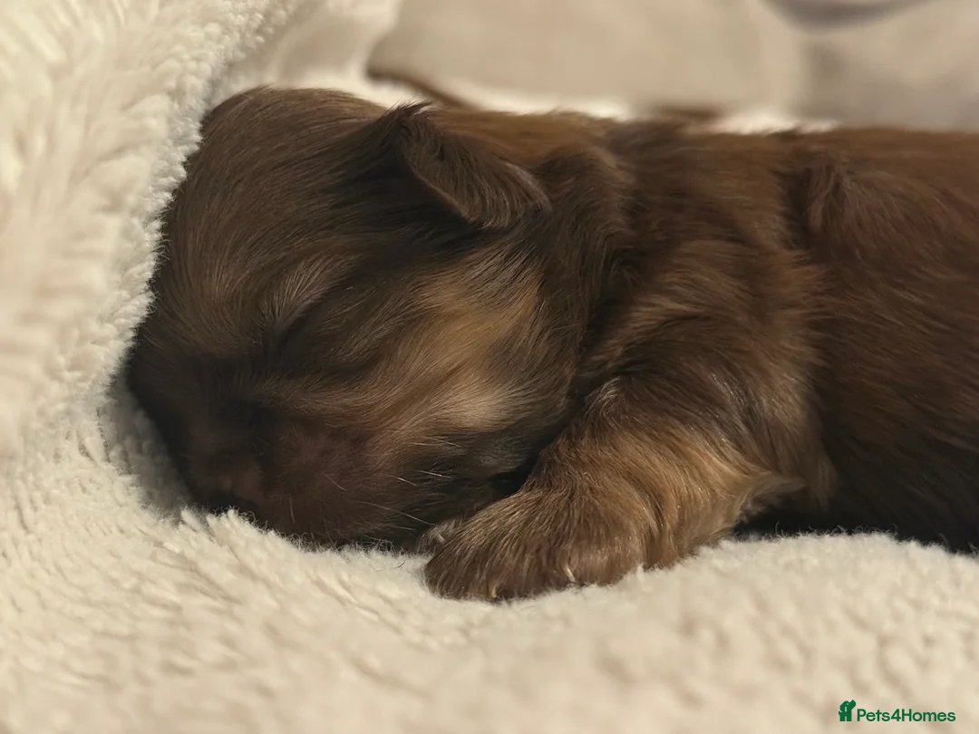 Shih Tzu dogs for sale: Shih tzu  - Advert 13