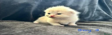 Scottish Fold Kitten 3