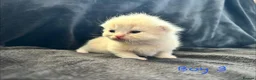 Scottish Fold cats for sale: Scottish fold kittens-Both parents TICA registered - Advert 9
