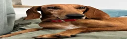 Segugio Italiano dogs for sale: Bruno - Segugio Italiano  in Fareham - Advert 9