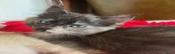 Mixed Breed cats for sale: Long haired tortoiseshell female kittens.  - Advert 1