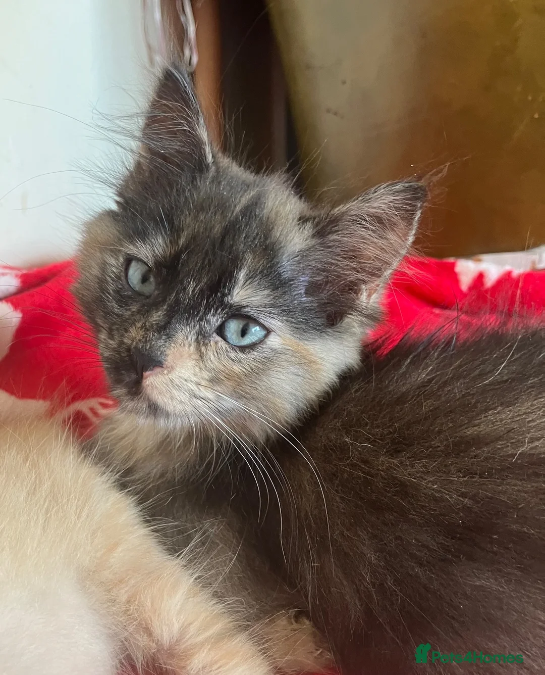 Mixed Breed cats for sale: Long haired tortoiseshell female kittens.  - Advert 1