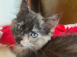 Mixed Breed cats Long haired tortoiseshell female kittens. - Advert 3