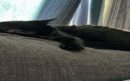 Bombay cats for sale: Cat for rehoming - Image 2