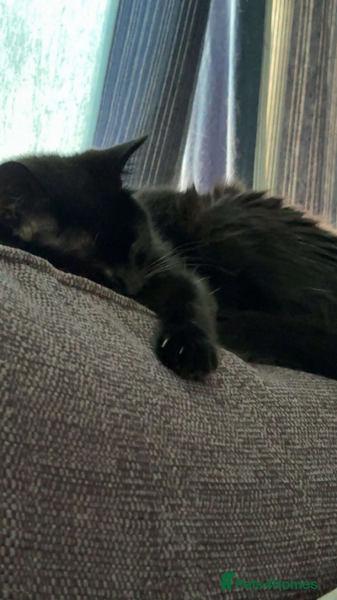 Bombay cats for sale: Cat for rehoming - Image 2