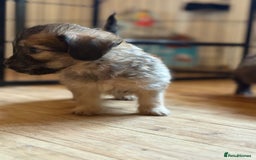 Mixed Breed dogs for sale: Fluffy Frenchie x Jackapoo  - Image 16