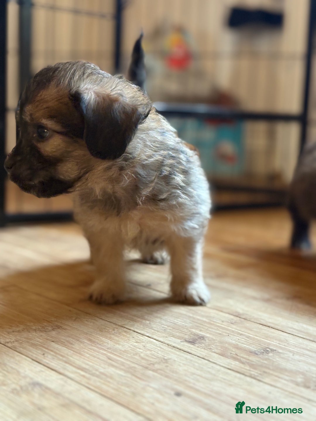 Mixed Breed dogs for sale: Fluffy Frenchie x Jackapoo  - Image 16