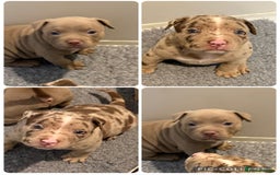 American Bully dogs for sale: Pocket bully puppies  - Image 10