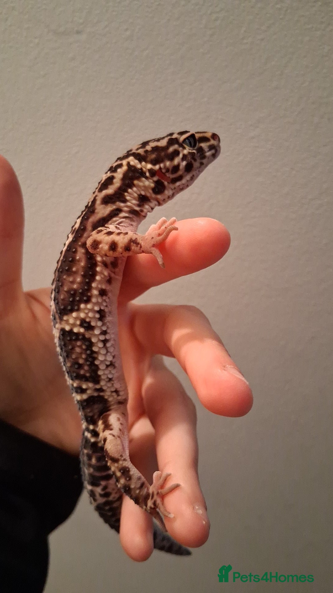 Leopard Gecko reptiles for sale: Male leopard gecko - Image 3