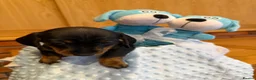 Dachshund dogs for sale: Miniature dachshunds  - Advert 32