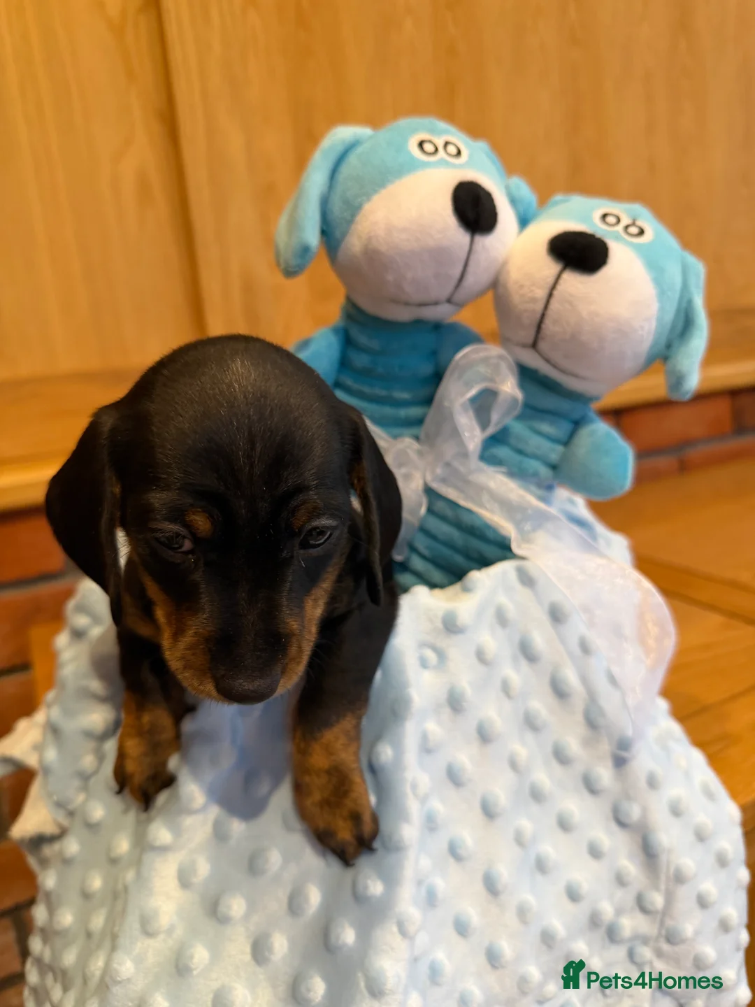 Dachshund dogs for sale: Miniature dachshunds  - Advert 32