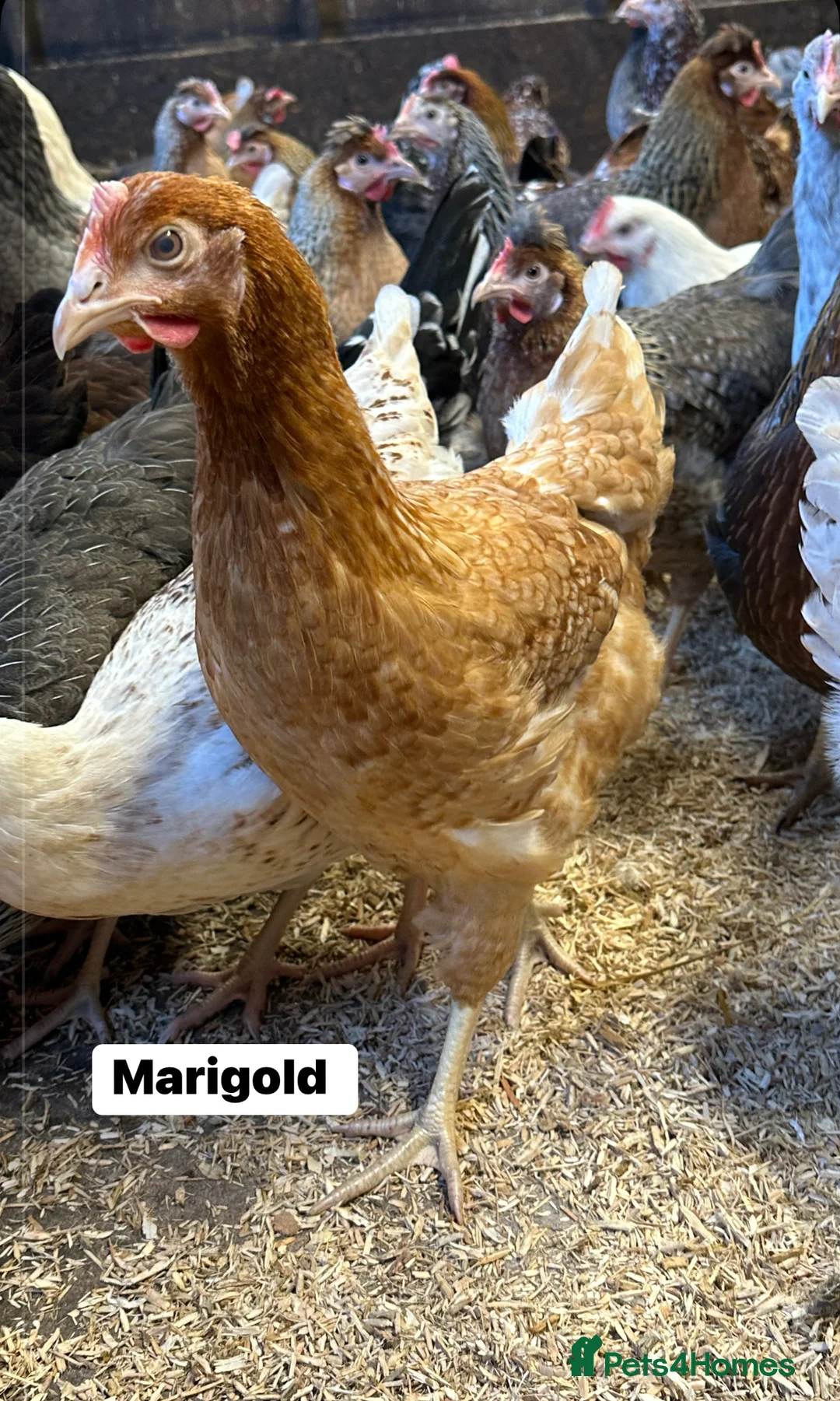 Chickens poultry for sale: Point of lay Hens in a wide range of breeds  - Advert 8