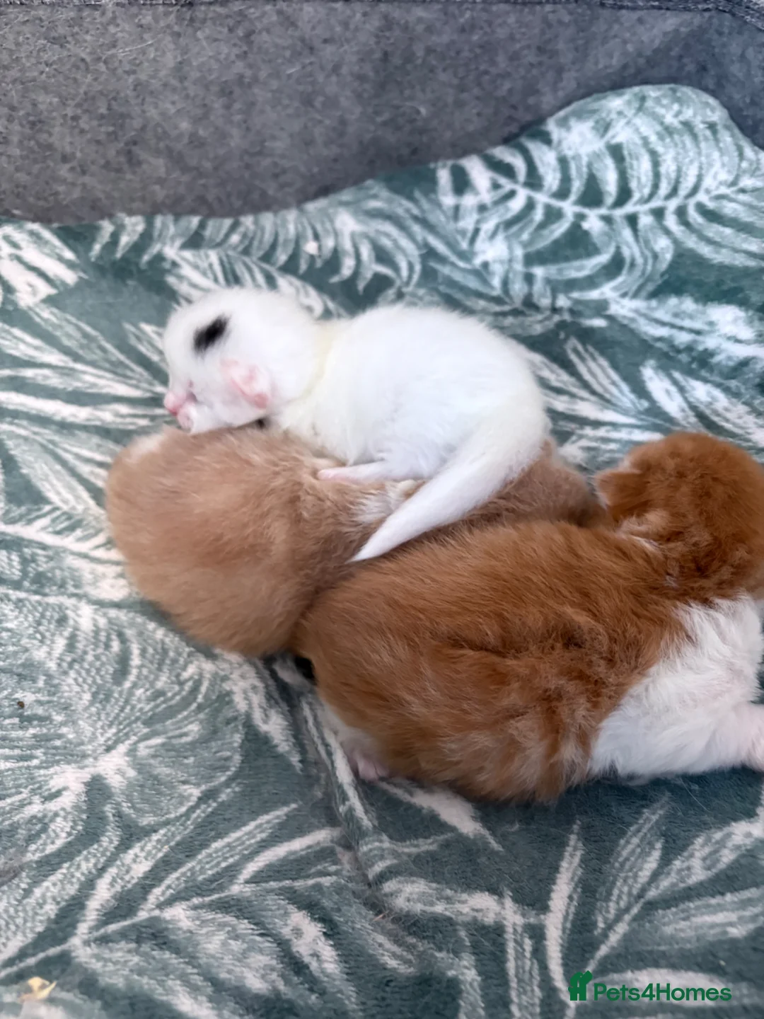 British Longhair cats for sale: British long hair crossed chunky kittens - Advert 2