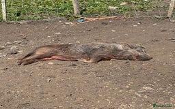 Pig livestock for sale: Mini pigs  - Image 4