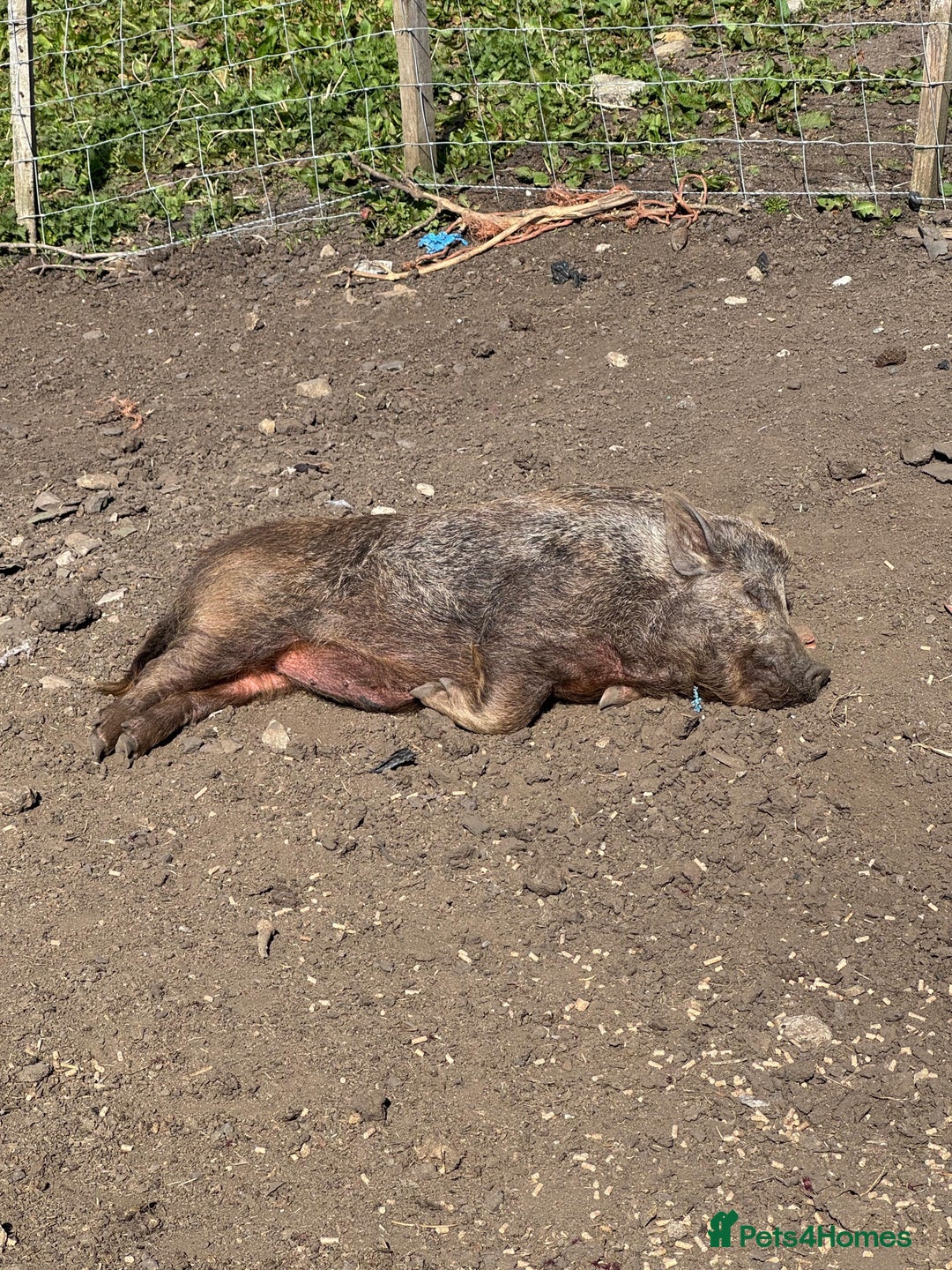 Pig livestock for sale: Mini pigs  - Image 4