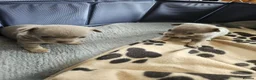 Chihuahua dogs for sale: Five Smoothcoat Chihuahua puppies for sale - Advert 14