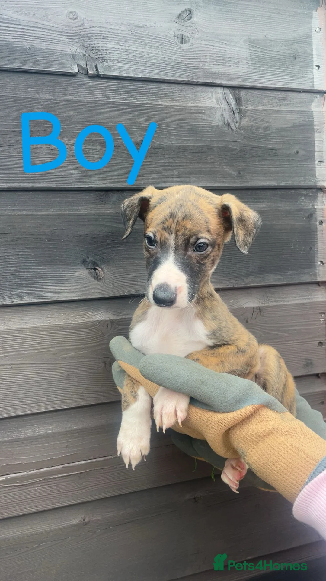 Whippet dogs for sale: Whippet pups for sale - Advert 9