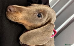 Dachshund dogs for sale: Bella - Advert 3