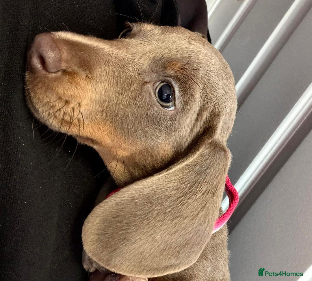 Dachshund dogs for sale: Bella - Advert 3