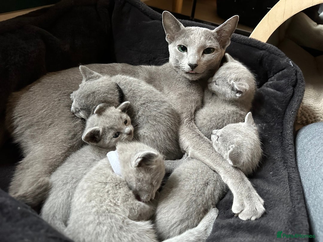 Russian Blue cats for sale: Lovely full pedigree Russian Blue 1.5 years old - Image 3