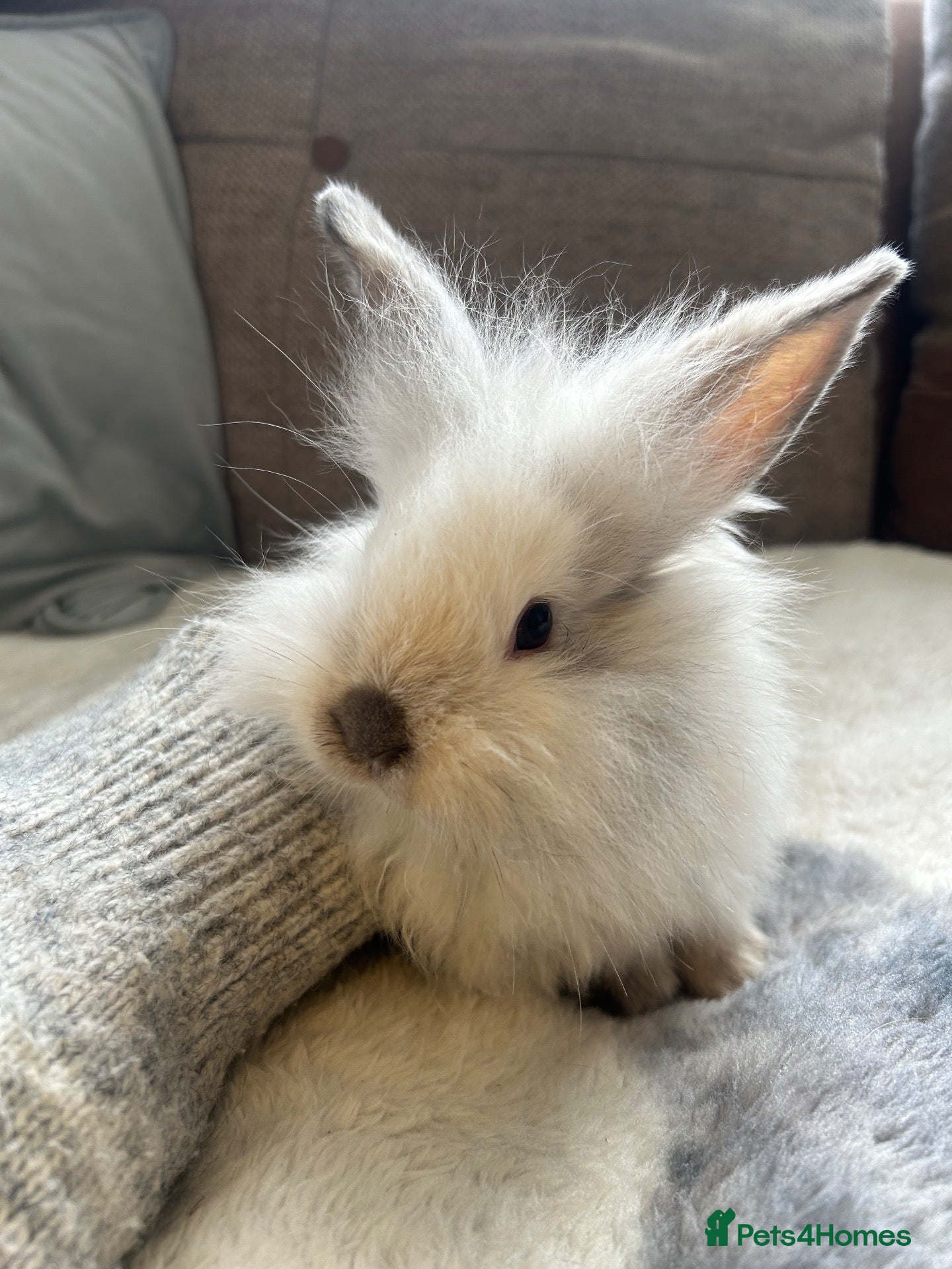 Mini Lop rabbits Beautiful friendly mini angora X mini lop babies   - Advert 8