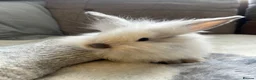Mini Lop rabbits for sale: Beautiful friendly mini angora X mini lop babies   - Advert 4