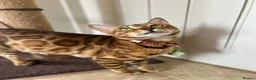 Bengal cats for sale: Playful, loving and exceptional pedigree kittens in Chipping Norton - Advert 5