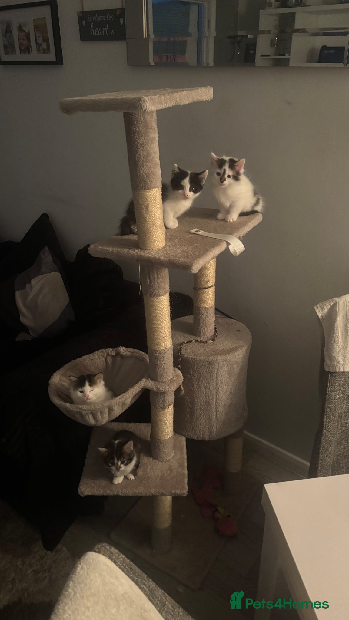 Mixed Breed cats Beautiful Fluffy Tabby Kittens  - Advert 5