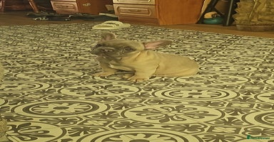 French Bulldog dogs - Advert 16