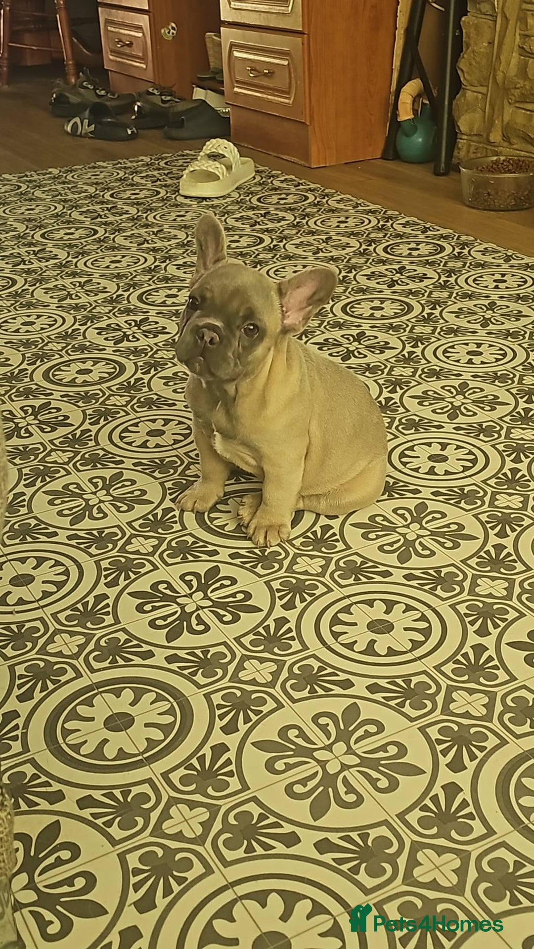 French Bulldog dogs for sale: Blue French bulldog puppy  - Image 2