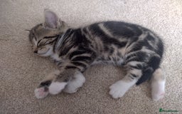 Domestic Shorthair cats for sale: Two male kitties - Image 3