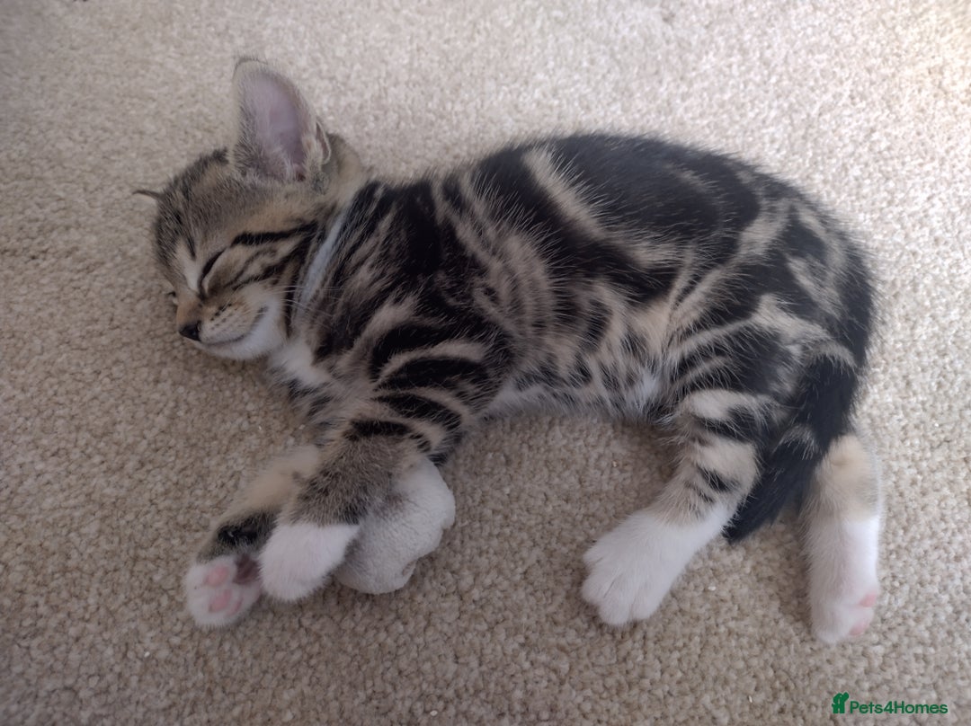 Domestic Shorthair cats for sale: Two male kitties - Image 3