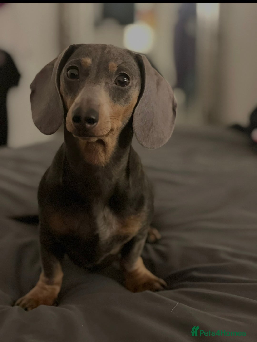 Miniature Dachshund dogs for sale: ⭐️OUTSTANDING MINI DACHSHUND PUPS⭐️  - Advert 1