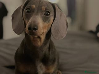 Miniature Dachshund dogs ⭐️OUTSTANDING MINI DACHSHUND PUPS⭐️ - Advert 2