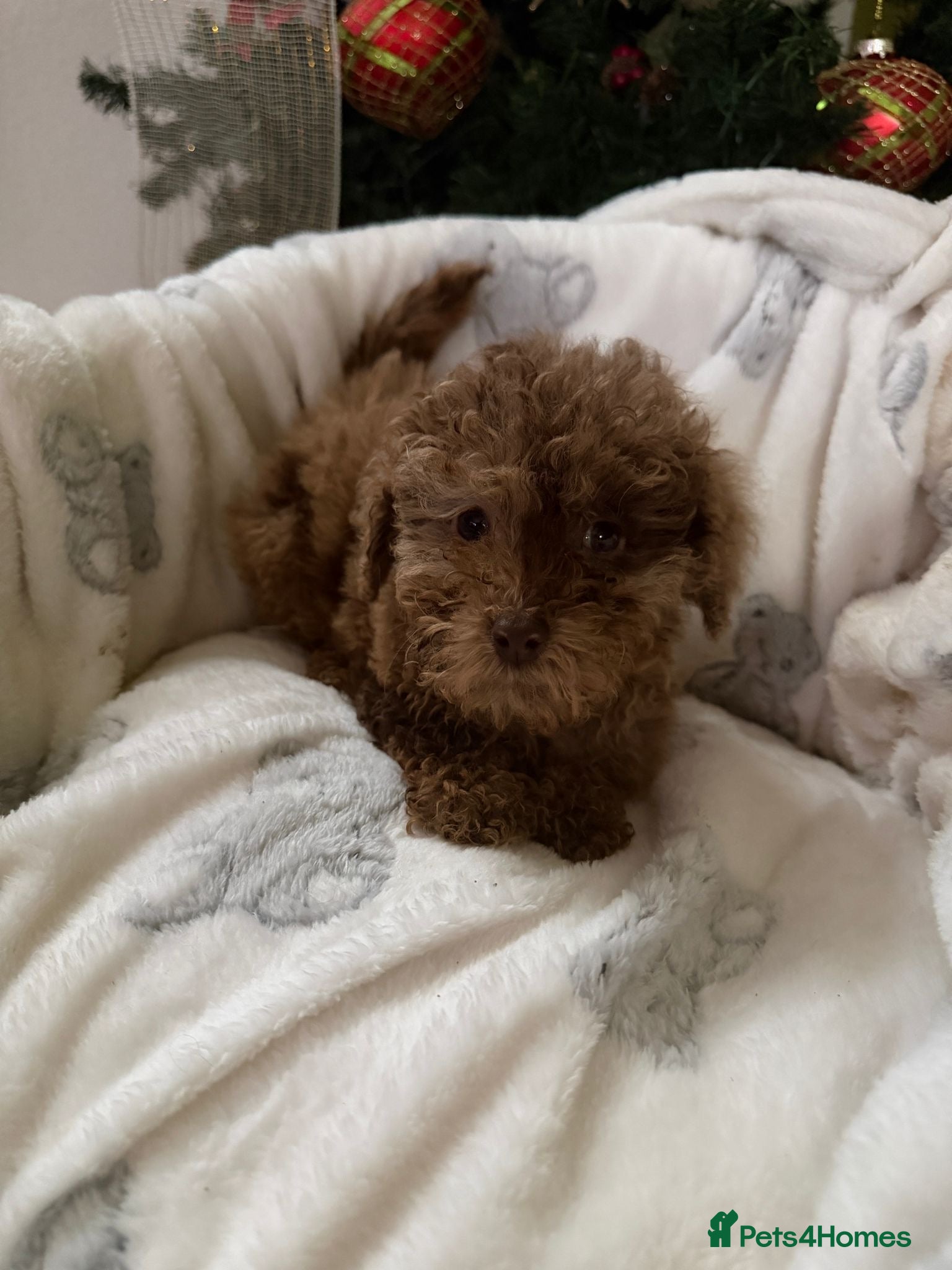 Cavapoo dogs Beautiful toy Cavapoo puppies for sale - Advert 10