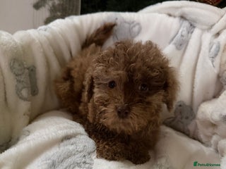 Cavapoo dogs Beautiful toy Cavapoo puppies for sale - Advert 5
